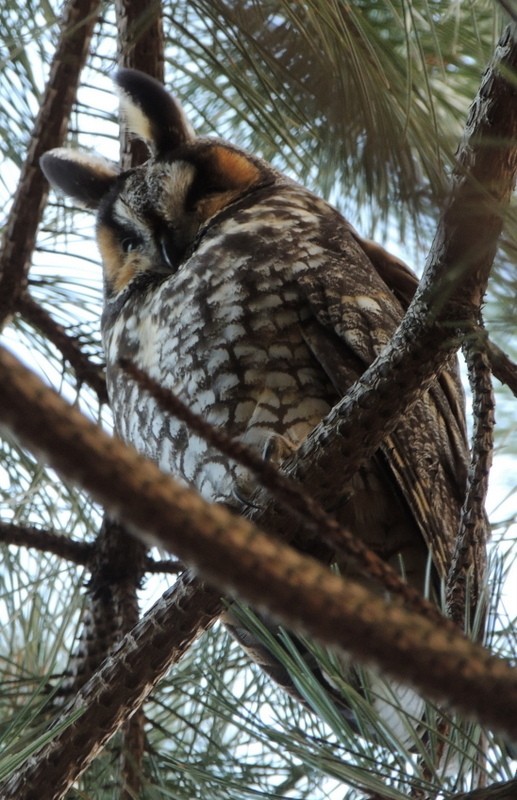 長耳鴞 - ML647747935