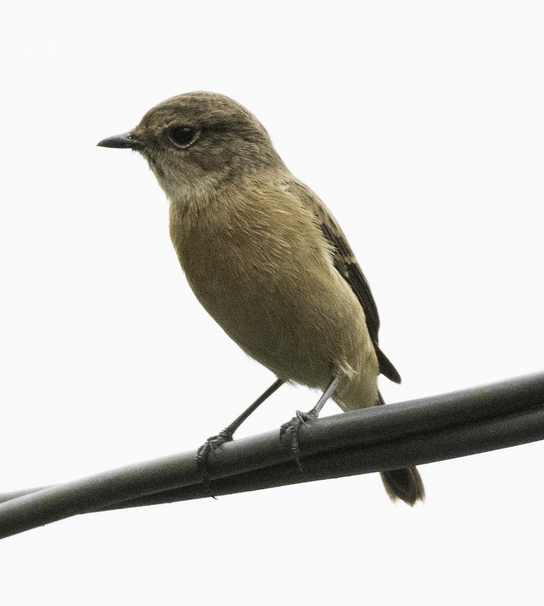 黑喉鴝 - ML647747936