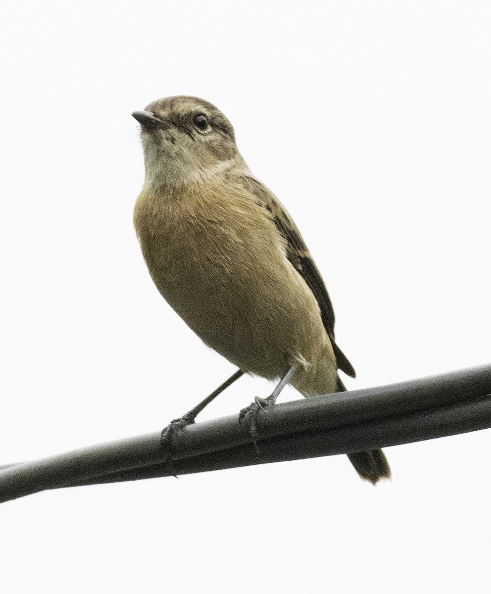 黑喉鴝 - ML647747937