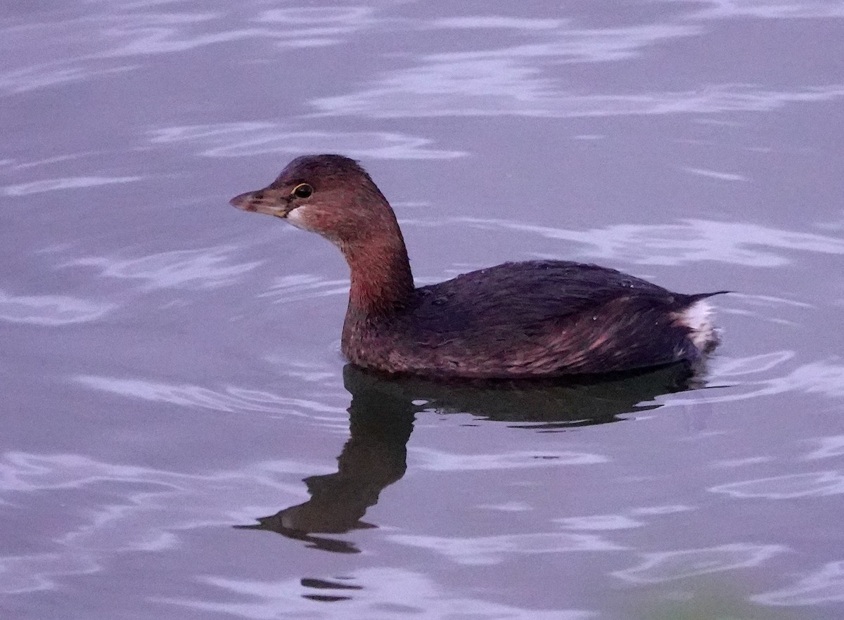 Pied-billed Grebe - ML647747938