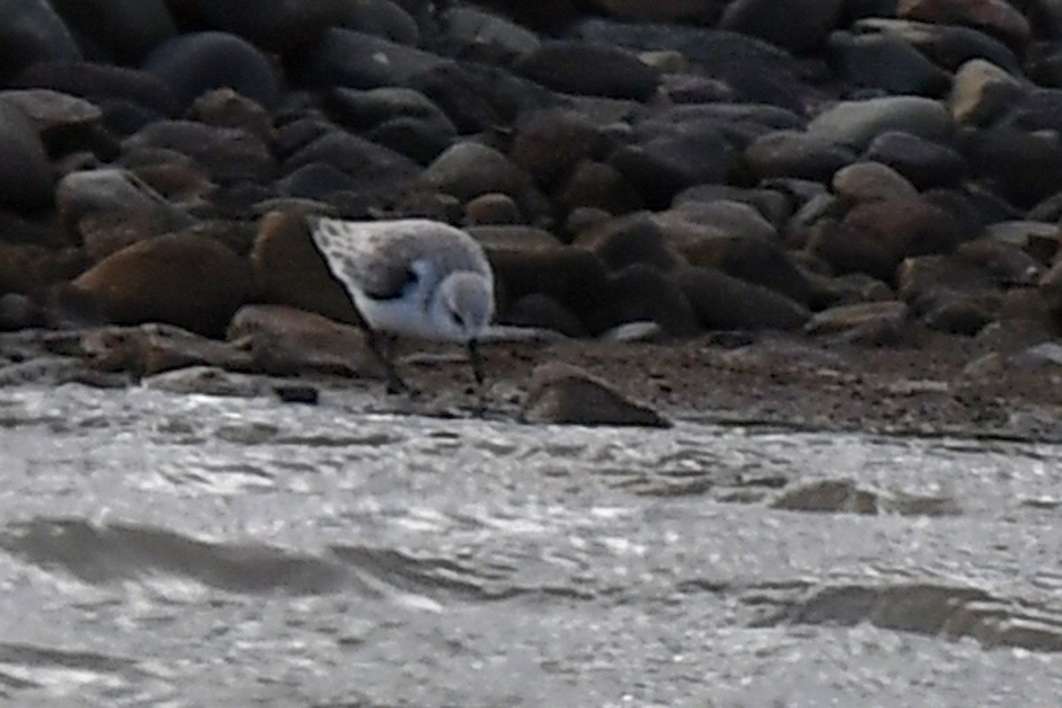 三趾濱鷸 - ML647747939