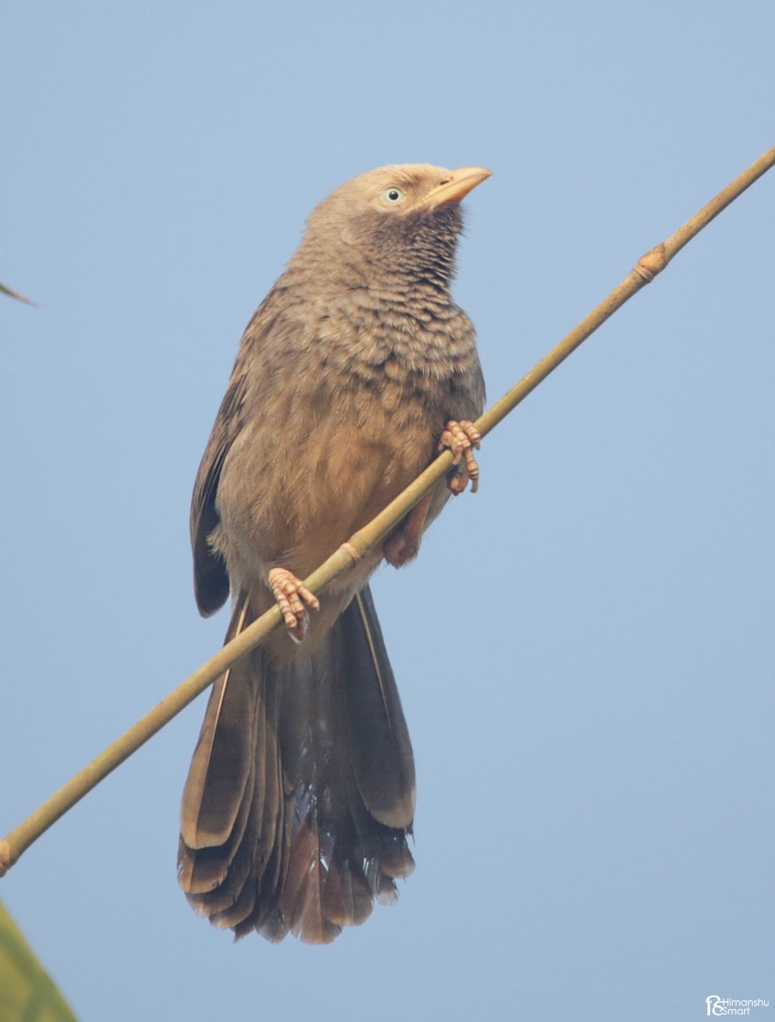 Yellow-billed Babbler - ML647747940