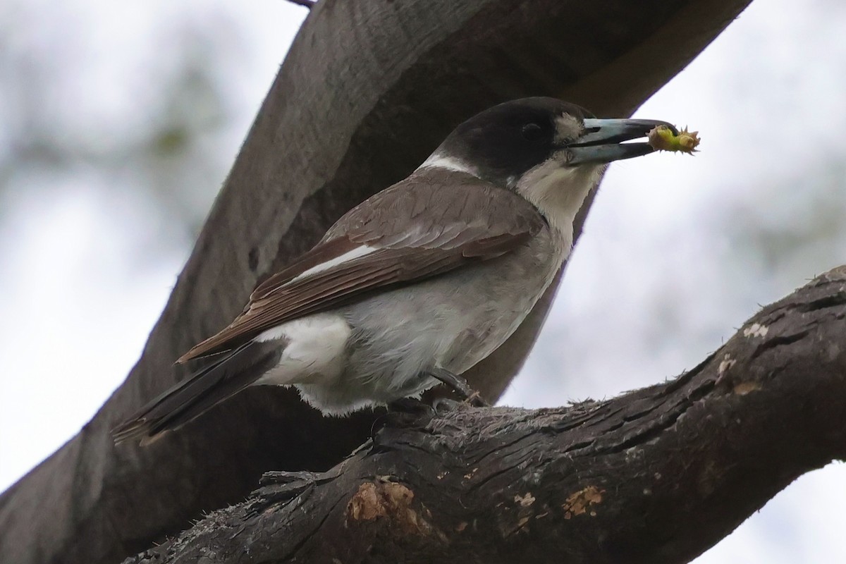 Gray Butcherbird - ML647747941