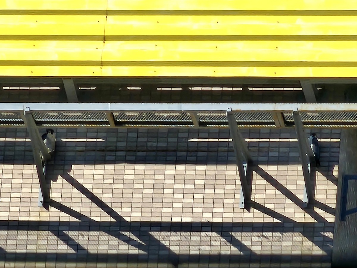 遊隼 - ML647747942