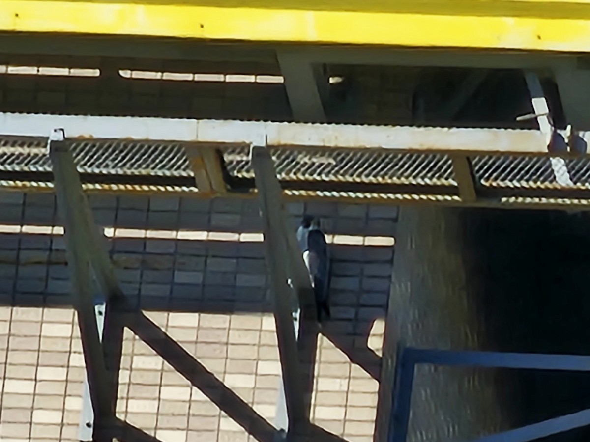 遊隼 - ML647747943