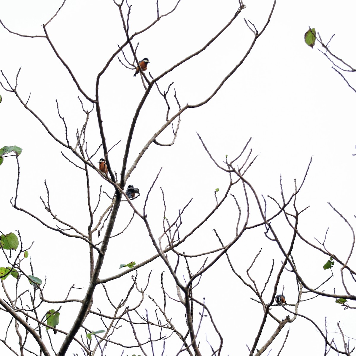 赤腹山雀 - ML647747944