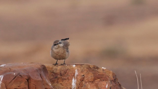 Collalba Afgana - ML647747945