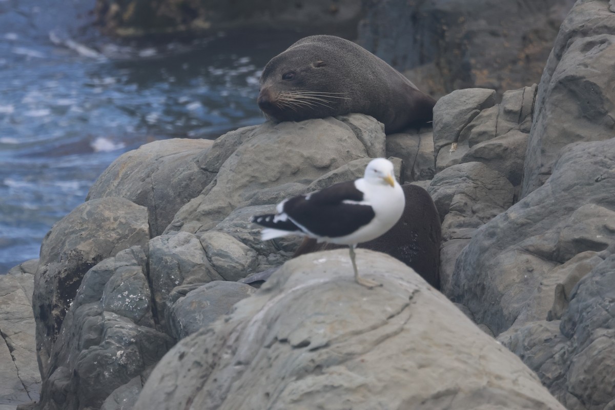 racek jižní - ML647747985