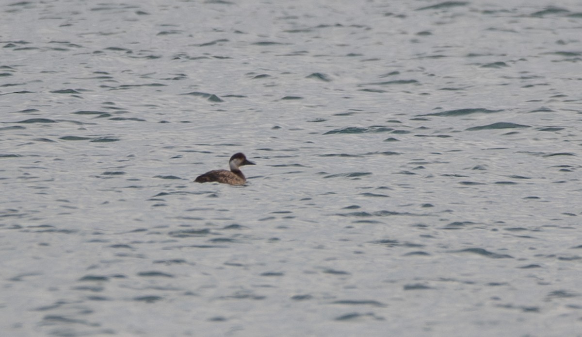 Common Scoter - ML647747993