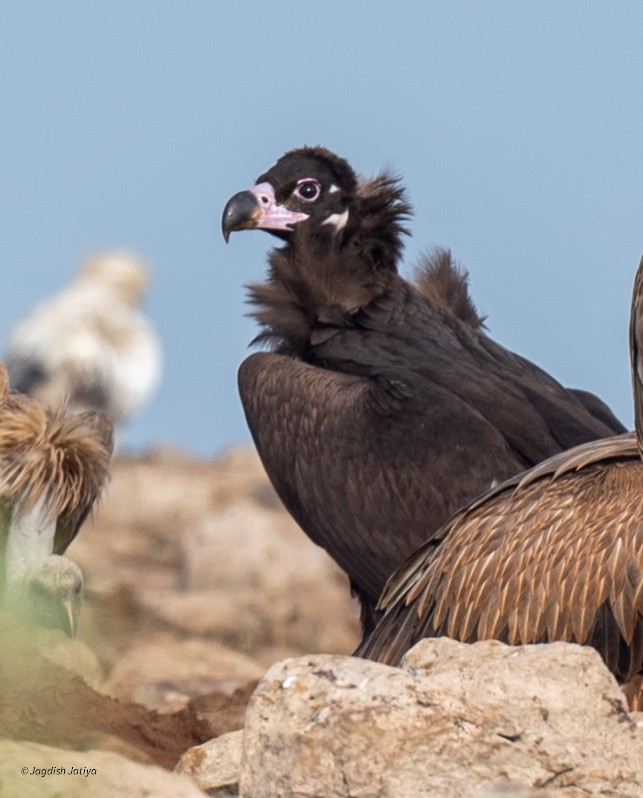 Buitre Negro - ML647748009