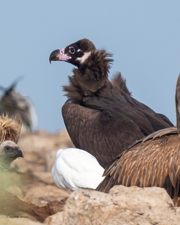 Buitre Negro - ML647748010