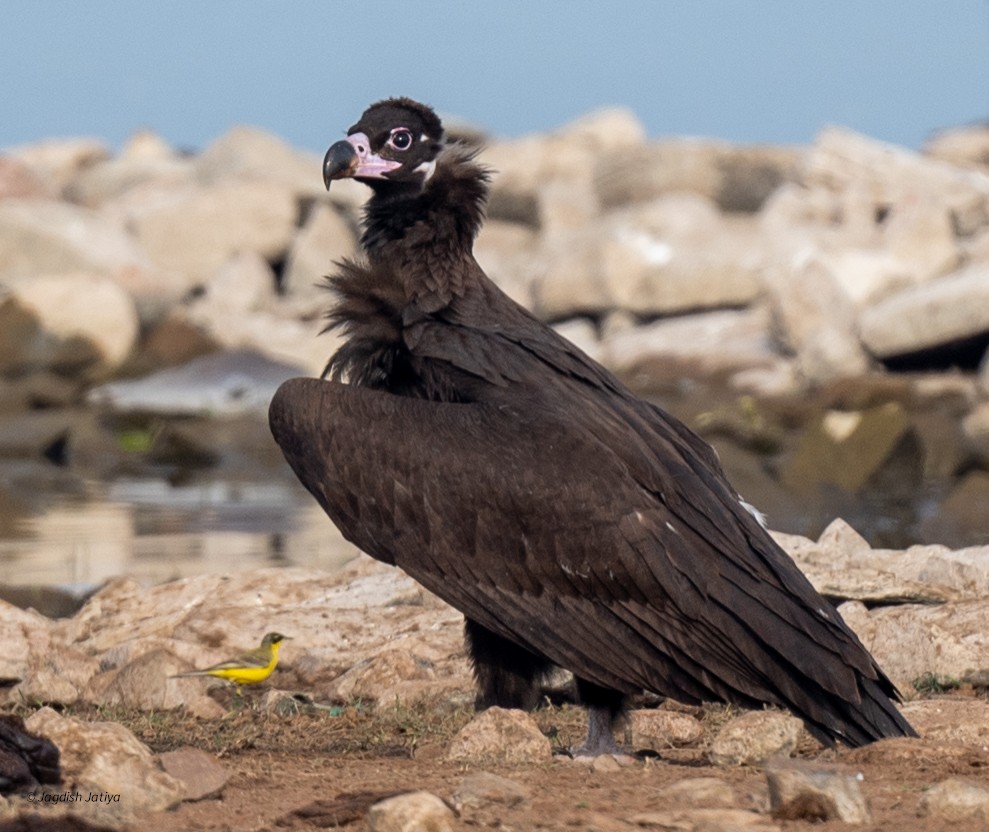 Buitre Negro - ML647748012