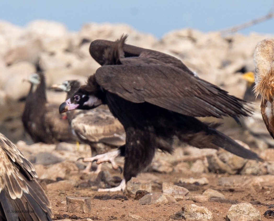 Buitre Negro - ML647748013