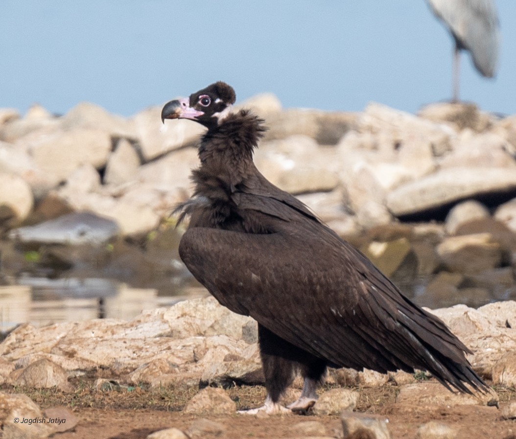 Vautour moine - ML647748014