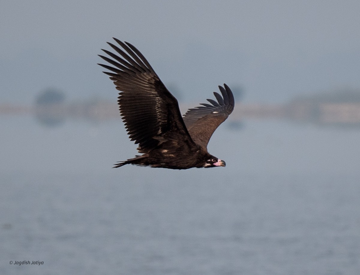 Buitre Negro - ML647748015