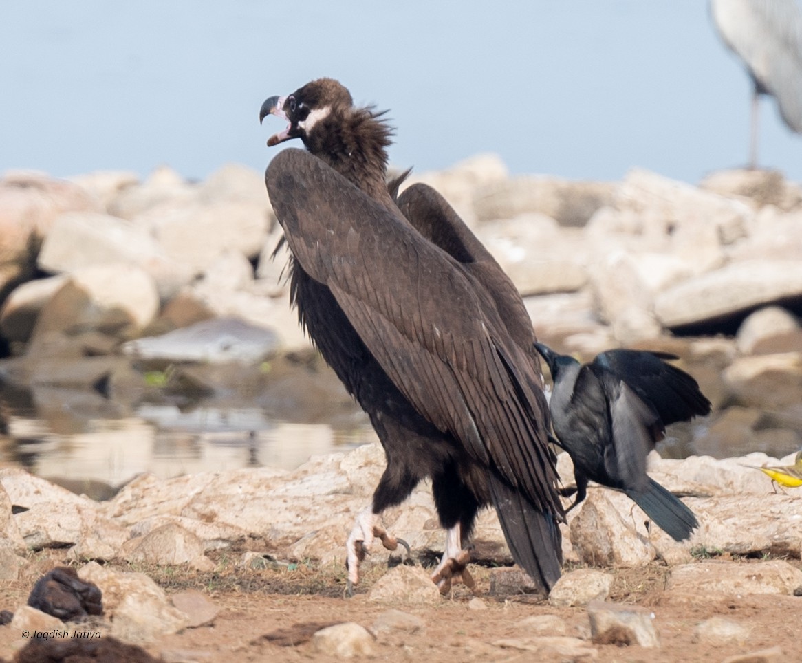 Vautour moine - ML647748016