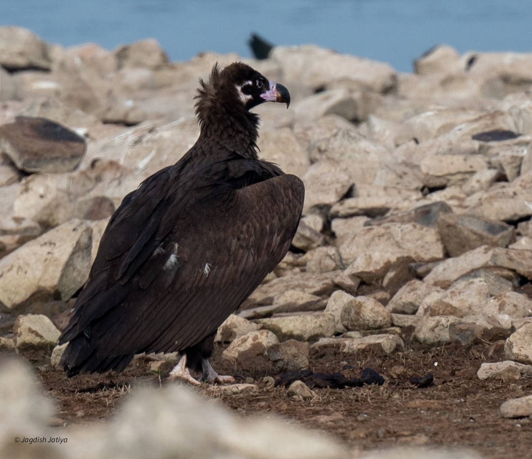 Vautour moine - ML647748017