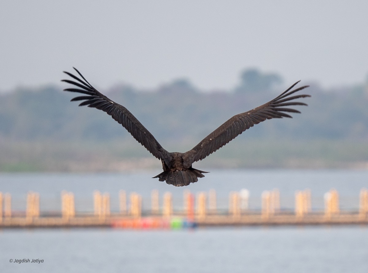 Vautour moine - ML647748018