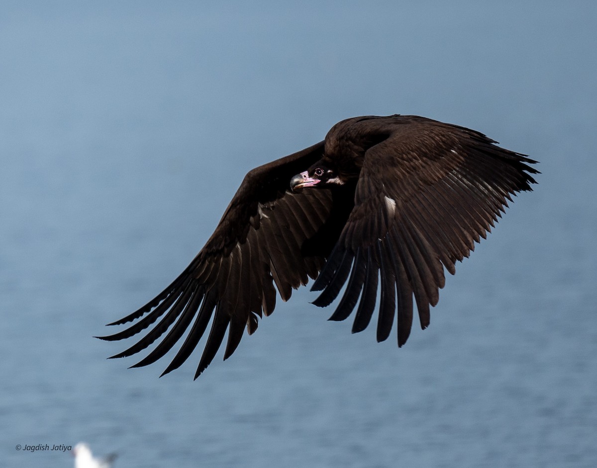 Vautour moine - ML647748019