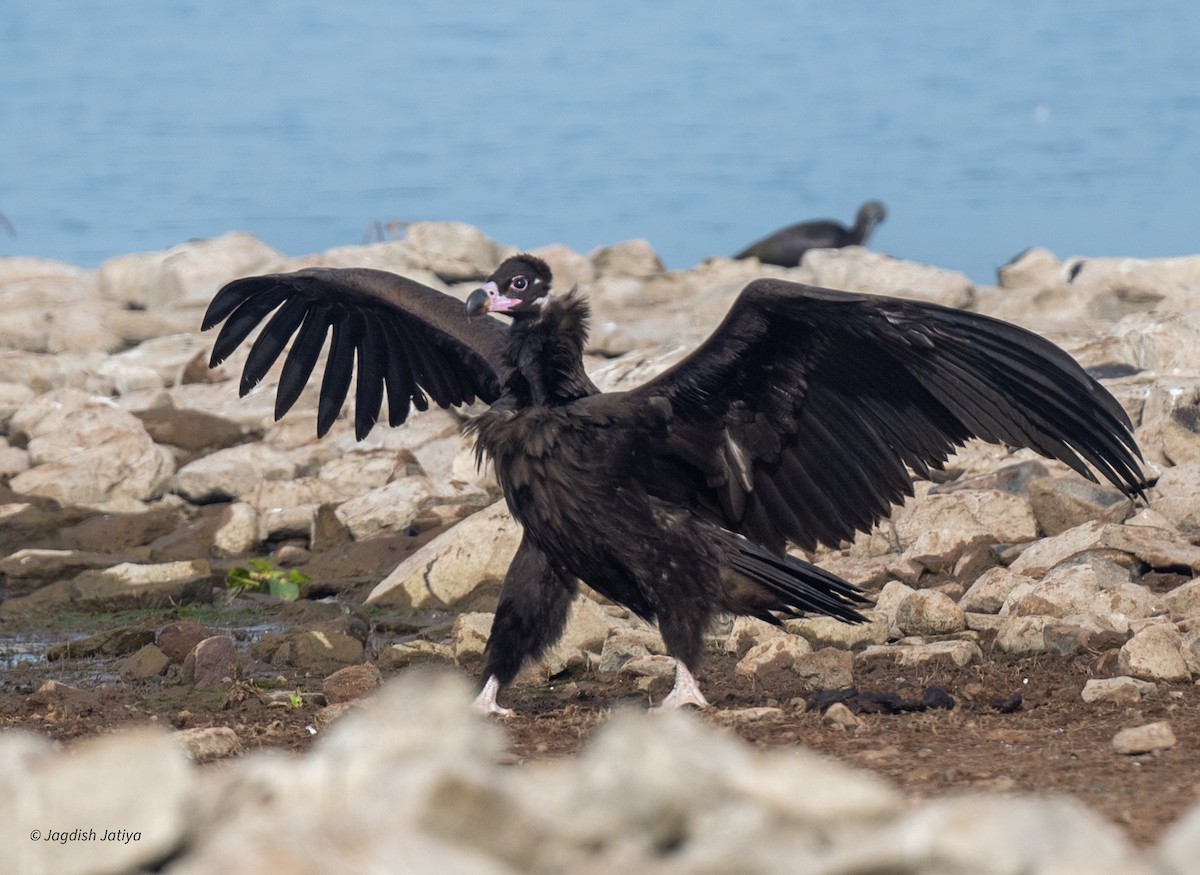 Vautour moine - ML647748020