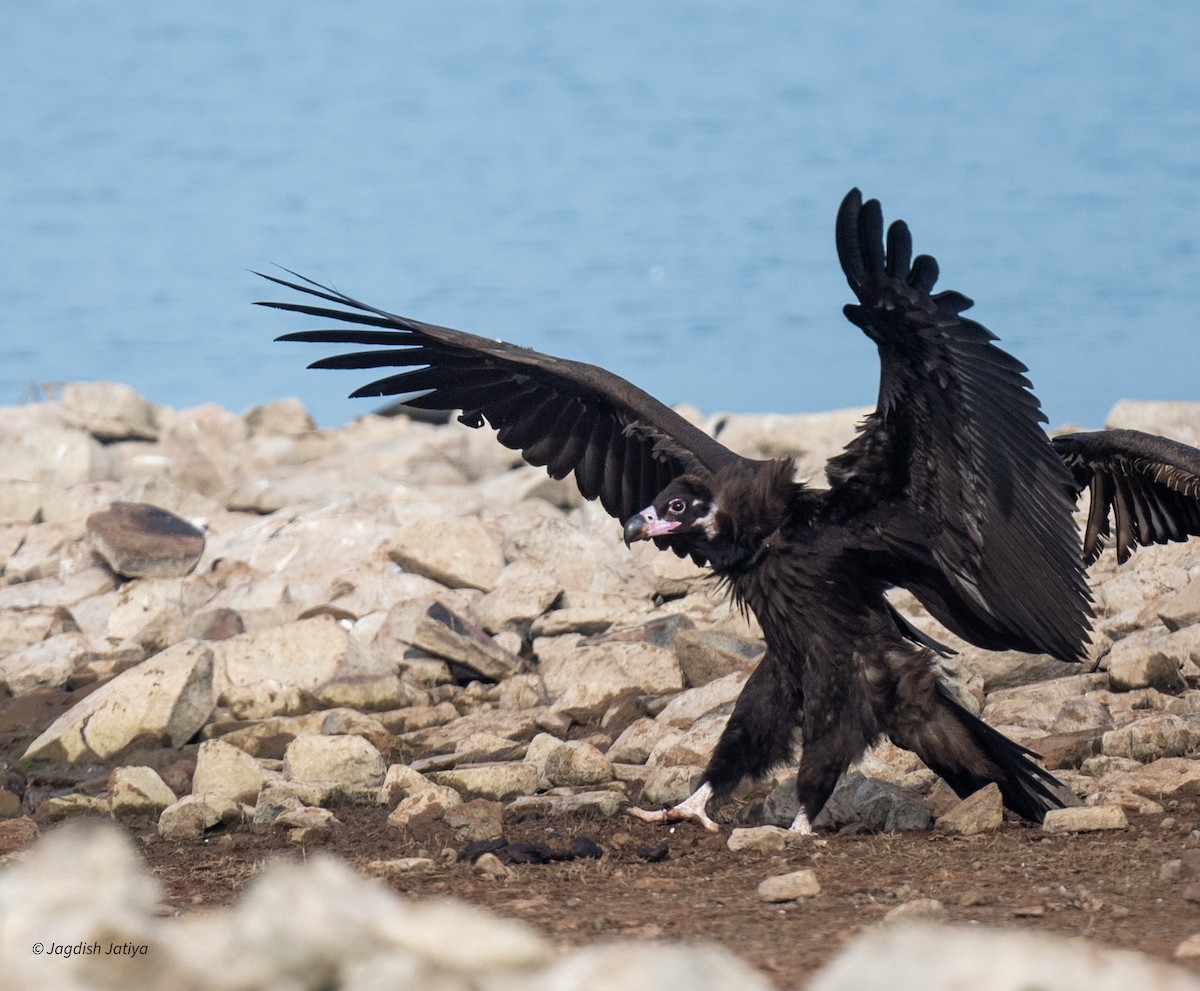 Vautour moine - ML647748021