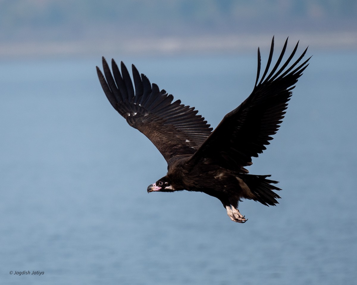 Buitre Negro - ML647748022