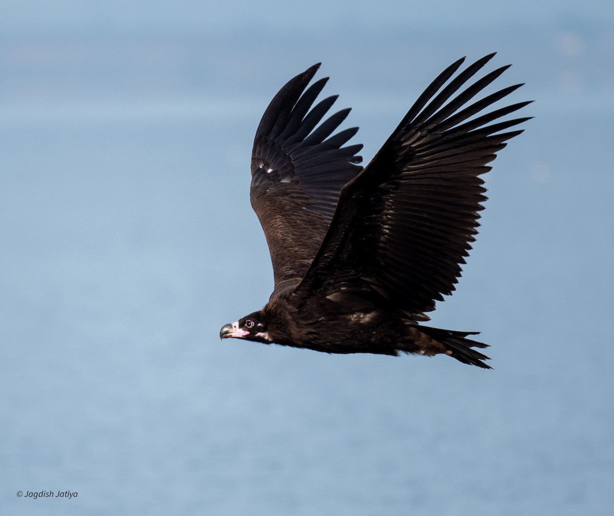 Buitre Negro - ML647748023