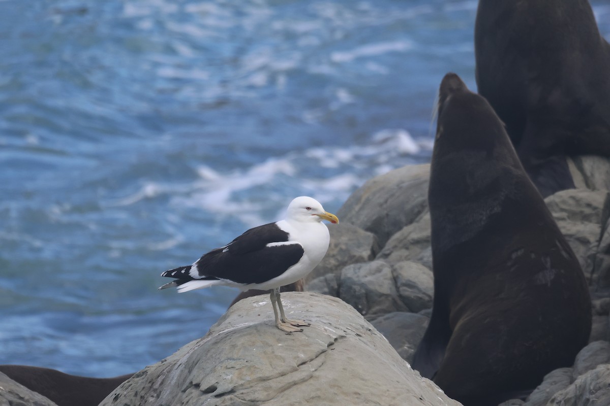 Goéland dominicain - ML647748025