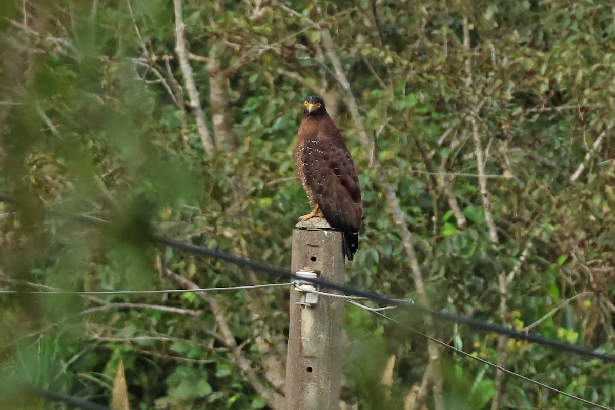 Serpentaire bacha - ML647748026