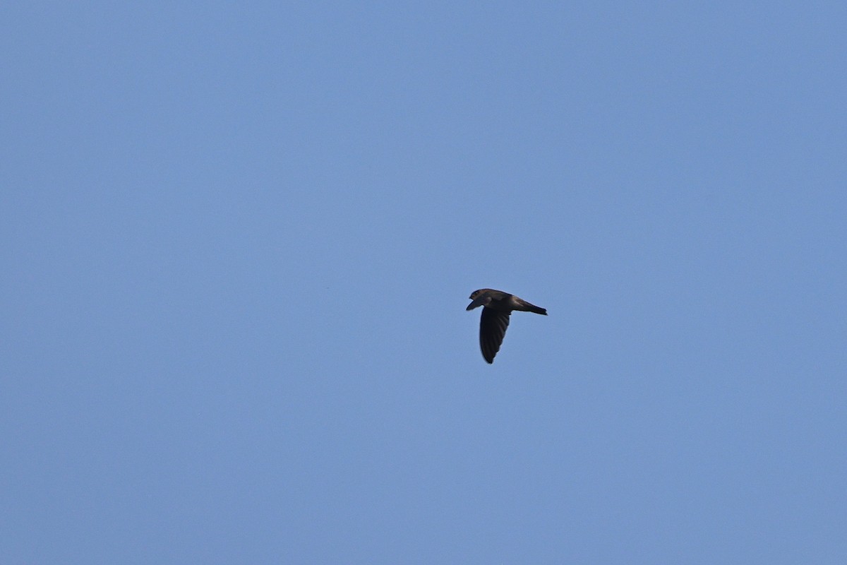 Salangane à nid blanc - ML647748028