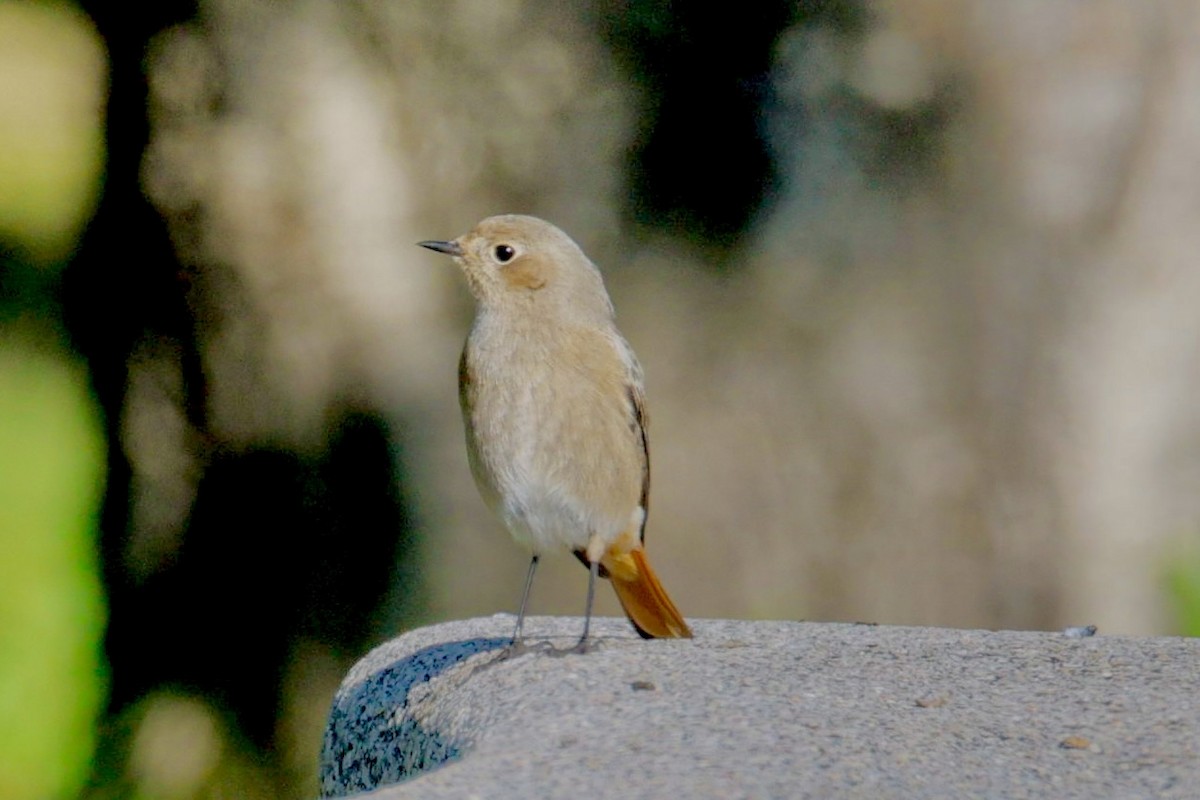 Rougequeue noir - ML647748034