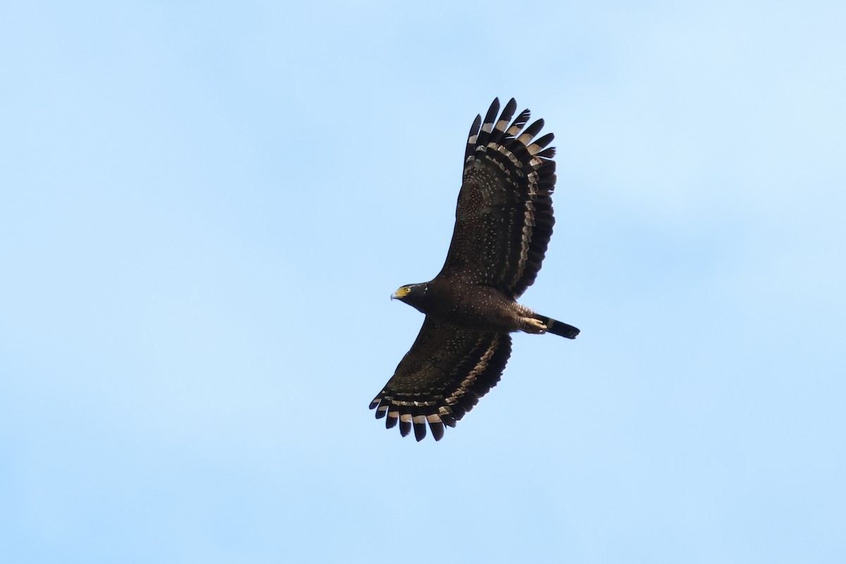 Serpentaire bacha - ML647748038