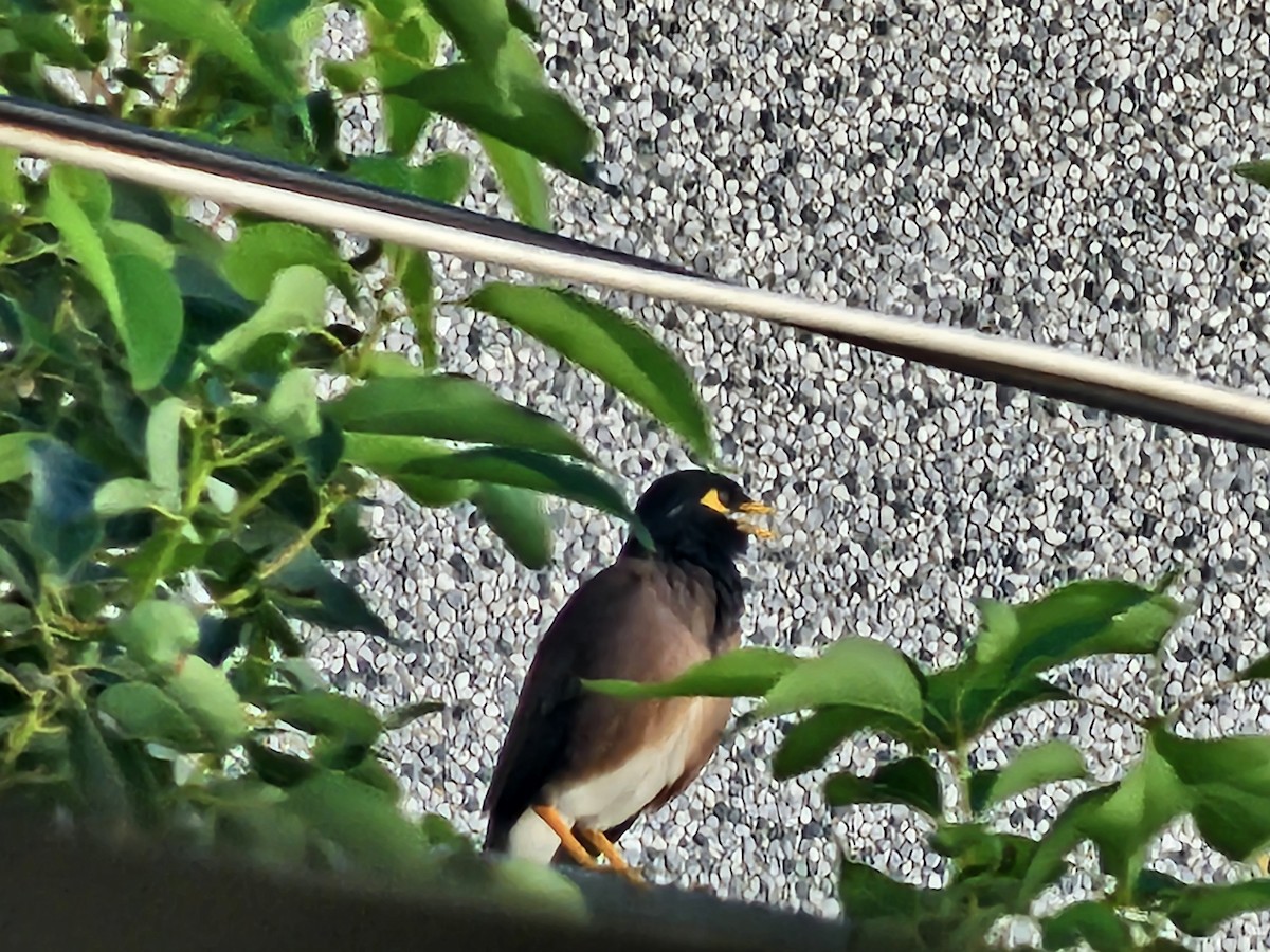 Martin triste - ML647748040