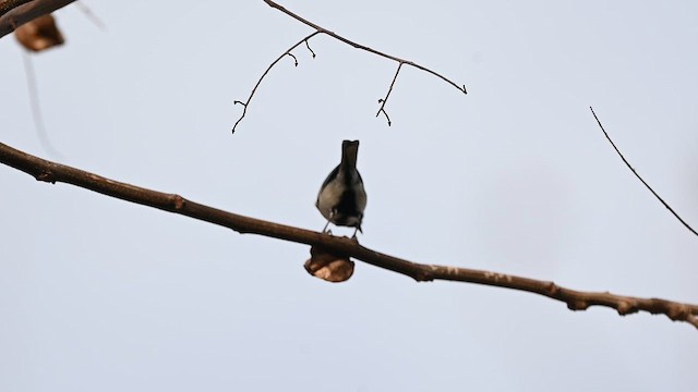 Asian Tit (Japanese) - ML647748041