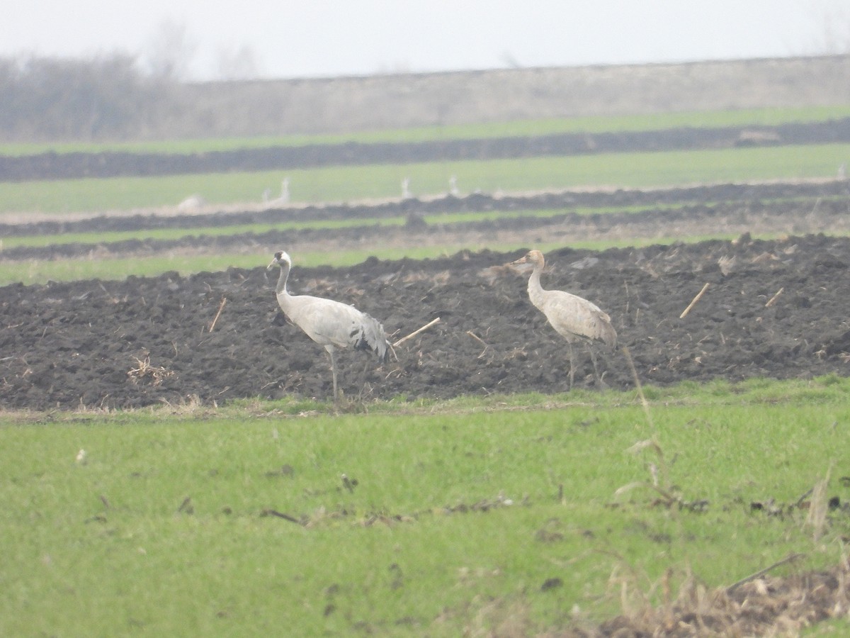 Grue cendrée - ML647748042