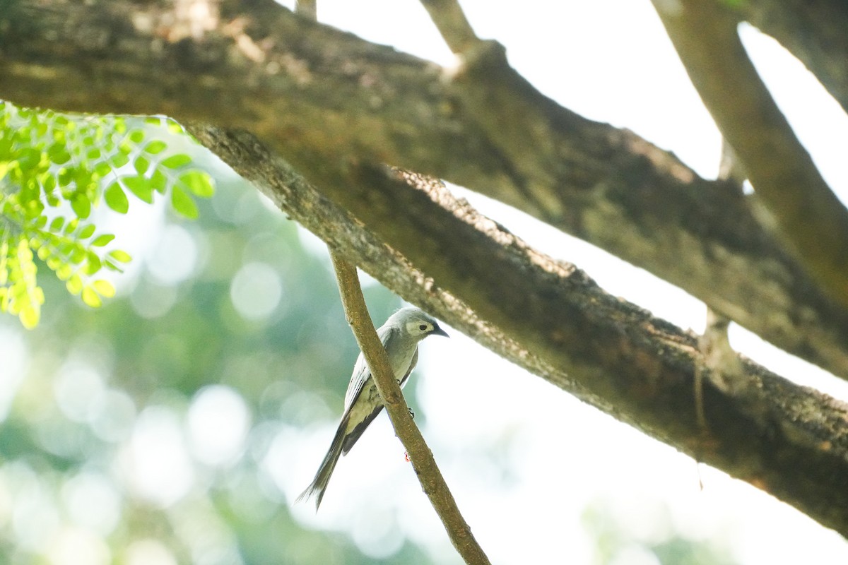 Drongo cendré - ML647748046