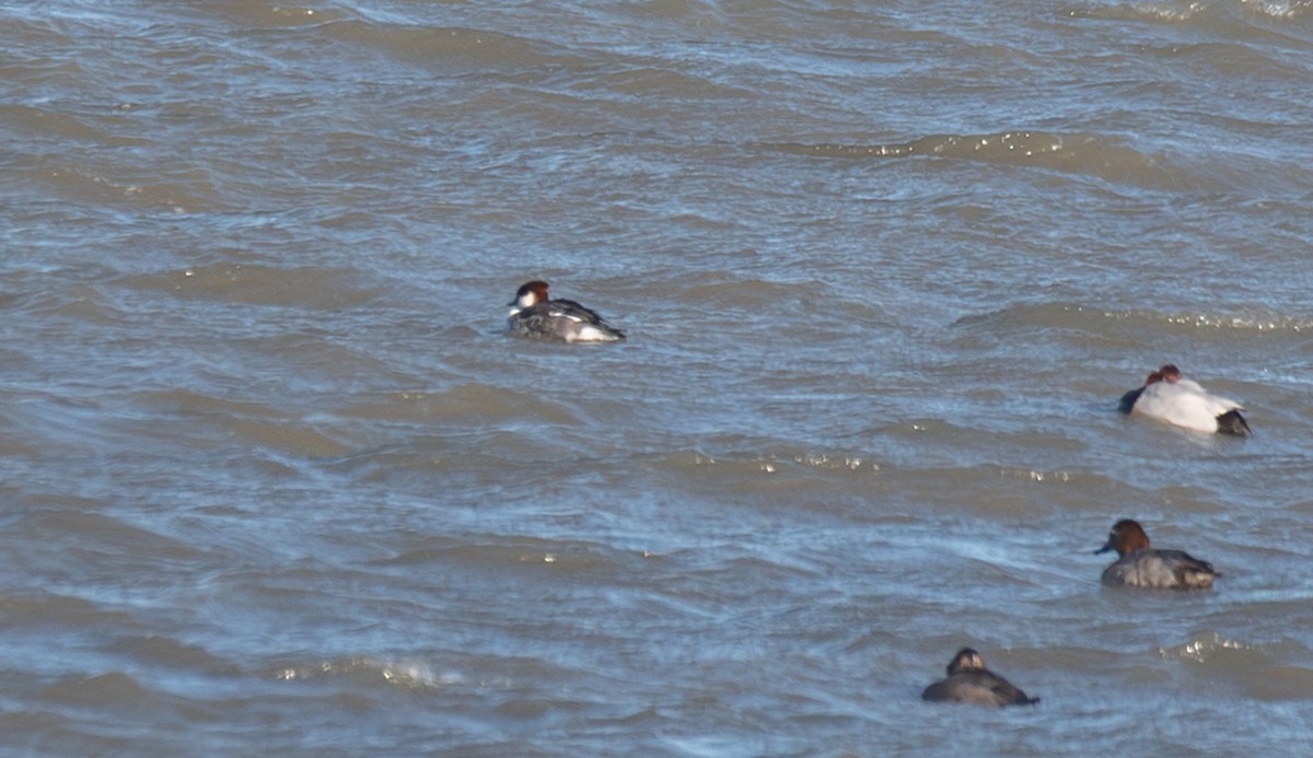 Harle piette - ML647748047