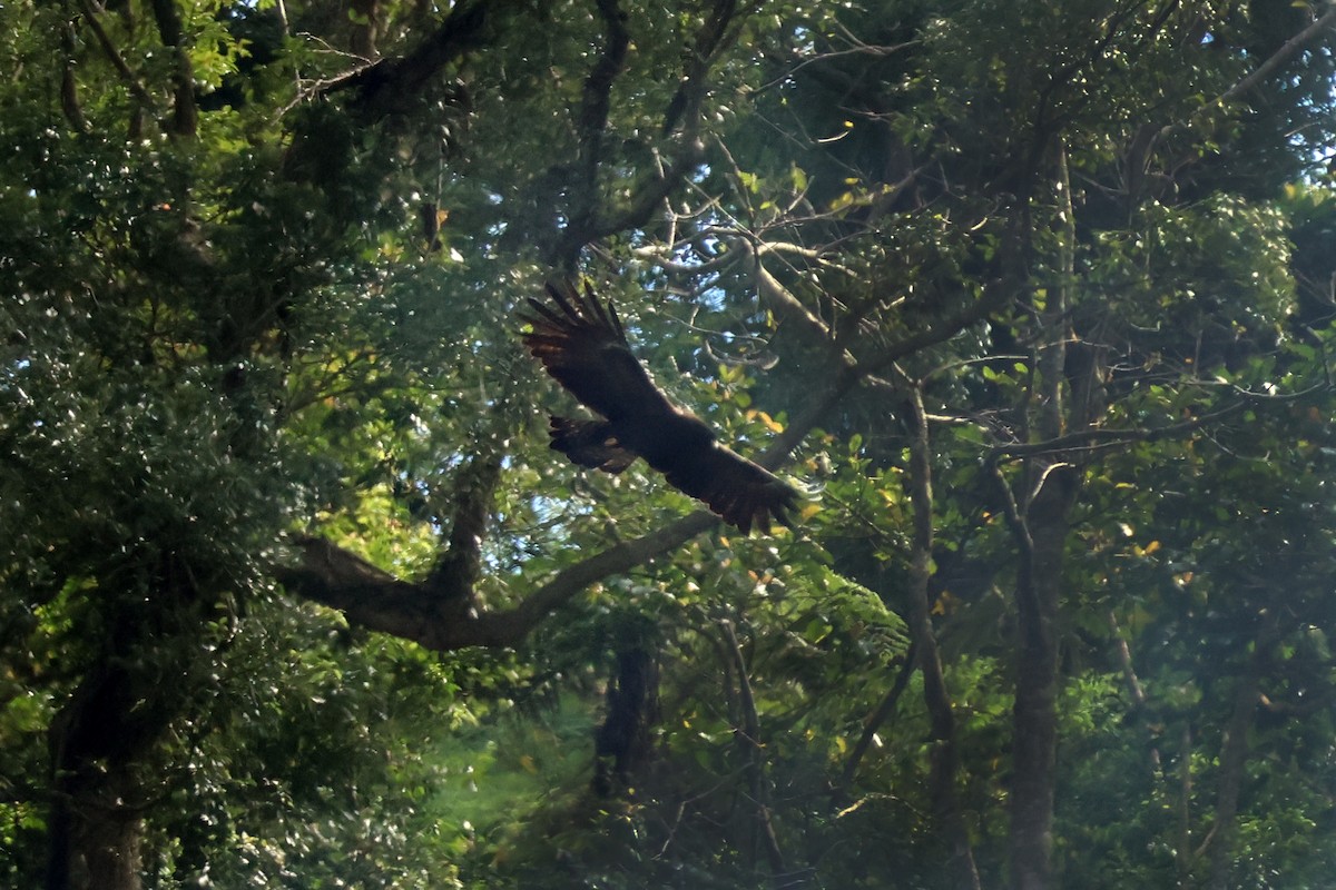 Aigle noir - ML647748048