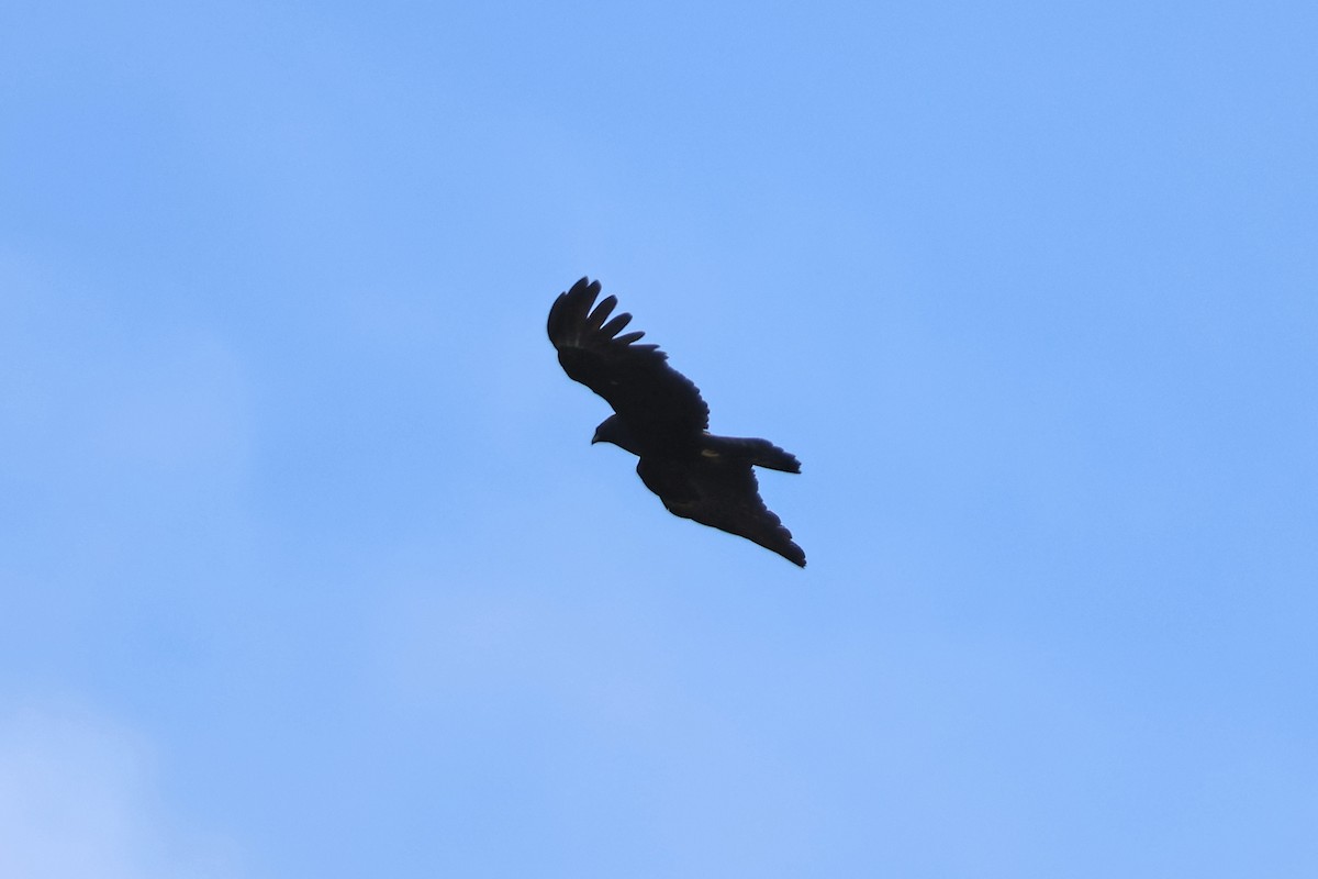 Aigle noir - ML647748050