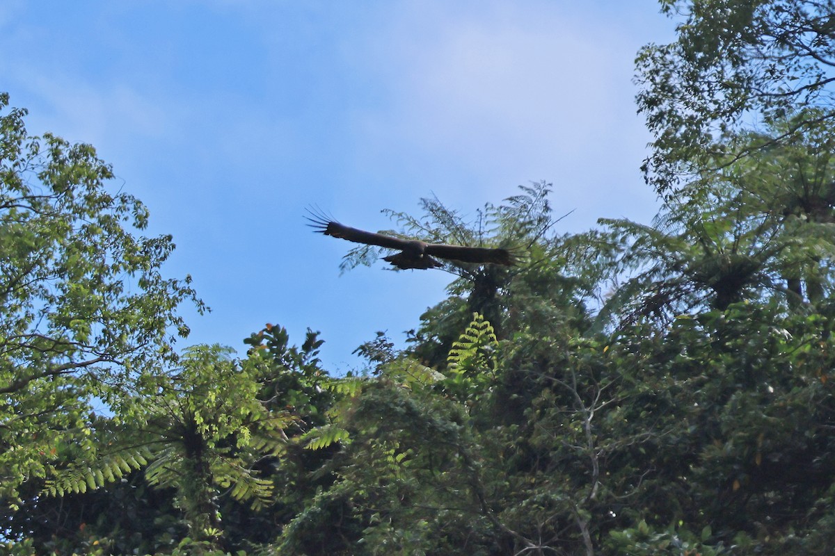 Aigle noir - ML647748051