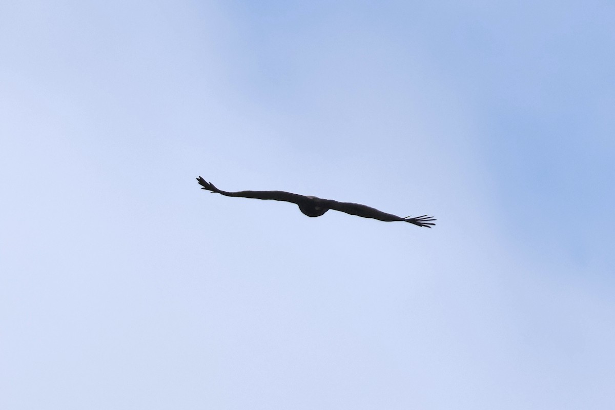 Aigle noir - ML647748052