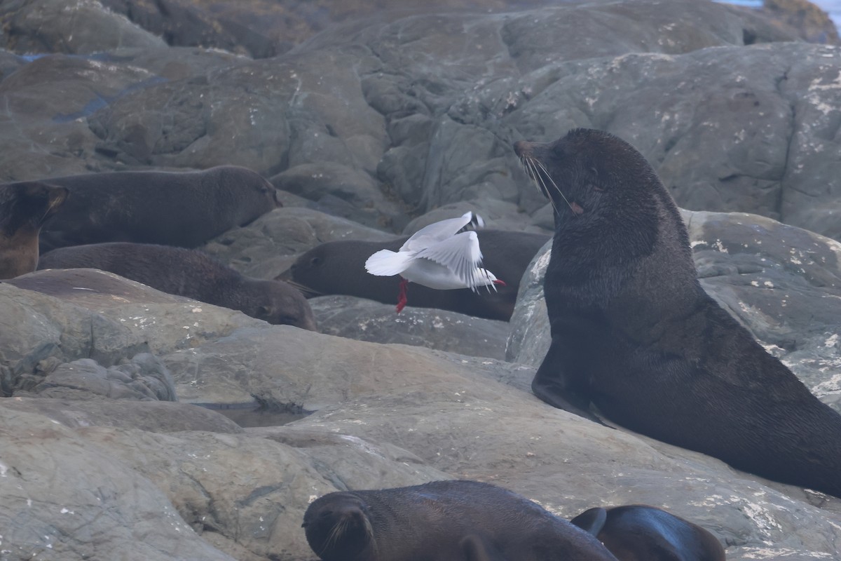 racek australský - ML647748062