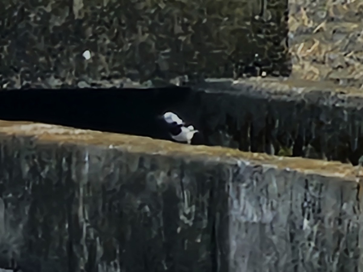 konipas bílý (ssp. leucopsis) - ML647748090