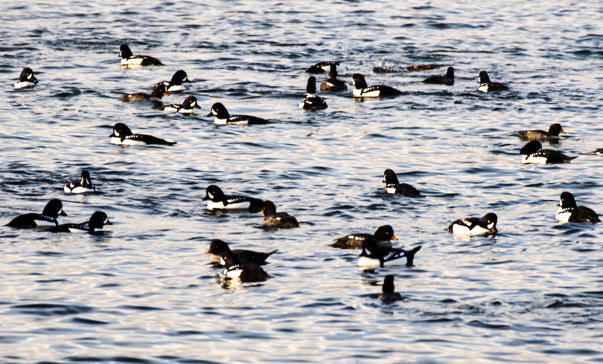 キタホオジロガモ - ML647748092