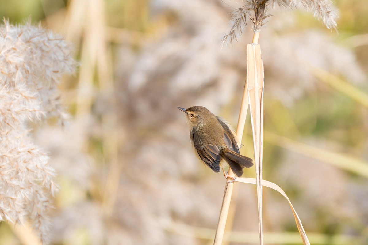 Prinia Sencilla - ML647748108