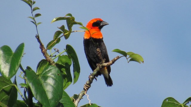 Вайдаг чорнокрилий - ML647748137