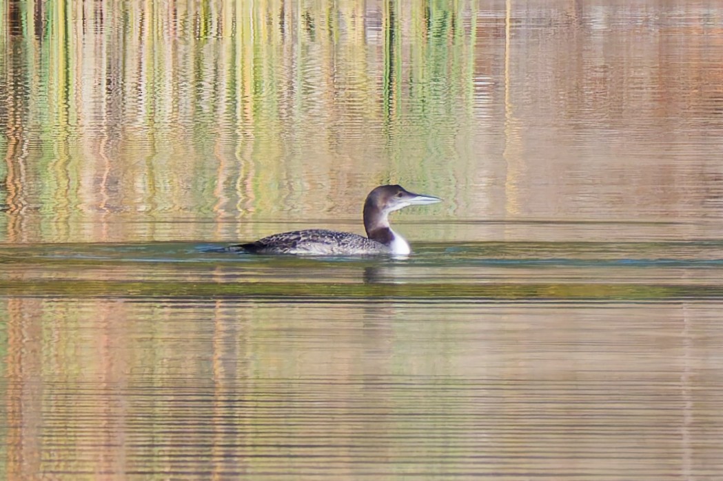 Common Loon - ML647748141