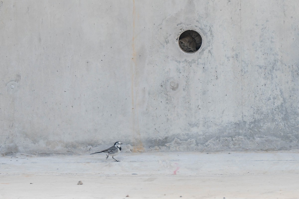 konipas bílý (ssp. lugens) - ML647748146