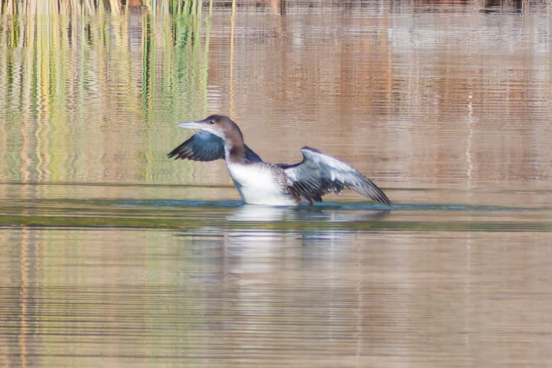 Common Loon - ML647748149