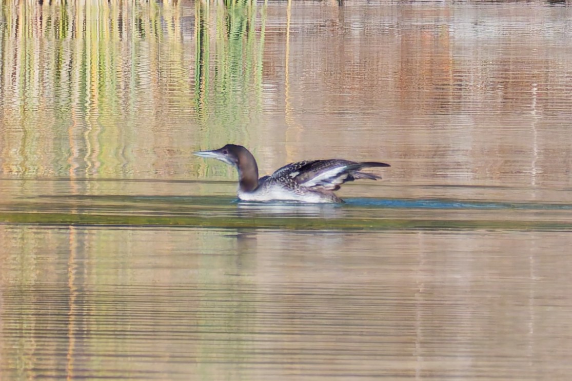 Common Loon - ML647748151